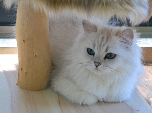 british longhair black silver shaded